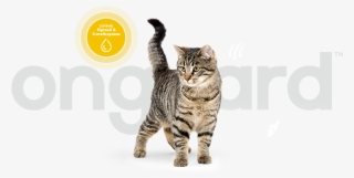 Onguard Uses Two Active Ingredients That Are Commonly - Dragon Li