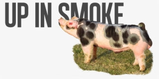 Strong Arms X Loud Mouth - Apply Concealer The Right Way