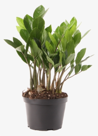 Delray Plants Zz Plant Easy Care Live House Plant, - Young Zamioculcas