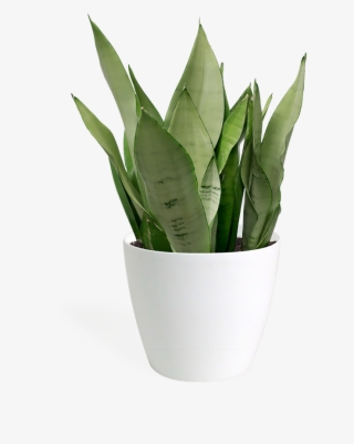 Sansevieria Moonshine Medium - Sansevieria Moonshine