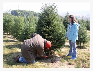 Photo Courtesy Of Kohl's Stony Hill Tree Farm - Christmas Tree