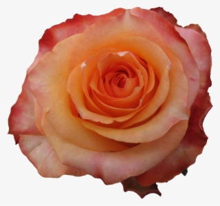 Rose Twighlight - Garden Roses