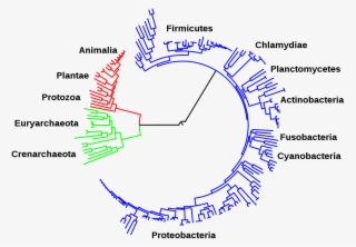 Image Result For Tree Of Life - Bacteria Evolution Tree