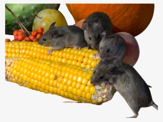 Rats Eating Corn Png Image - Rat