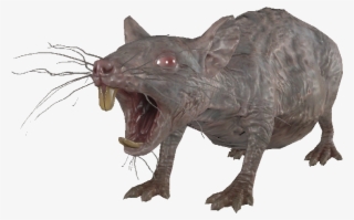 The Vault Fallout Wiki - Fallout Rat