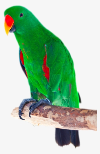 Picture Freeuse Stock Bird Cockatoo Red Winged Stock - Loro Verde Y Rojo