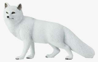Arctic Fox