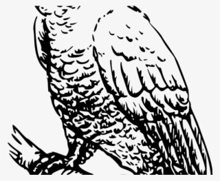 Cockatoo Clipart Transparent - Cockatoo