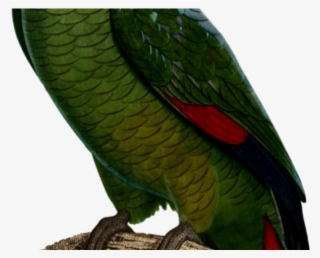 Cockatoo Clipart Clip Art - Parakeet