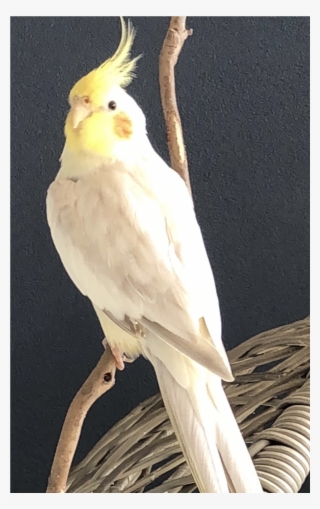 Sightings - Sulphur-crested Cockatoo