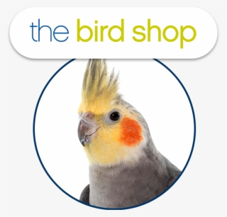 Birds - Cockatiel Png
