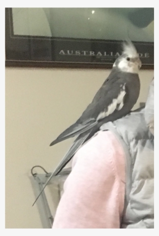 Sightings - Cockatiel
