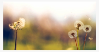 Living With Dying - Dandelion