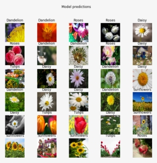 Export Your Model - African Daisy