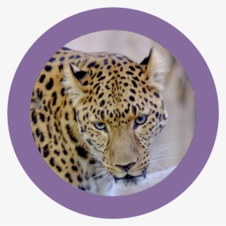 Wildine Icon - African Leopard