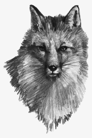 Fox Illustration Hand Painted - Vector Graphics