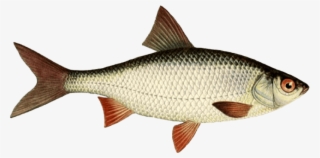 Free Png Download Fish Png Images Background Png Images - Roach Fish