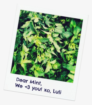 If You Haven't Noticed, We Put Mint In Almost Everything - Tree