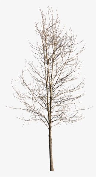 Deciduous Tree Winter Iv - Birch