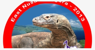 Pregnant Komodo Dragon