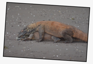 Picture9 - Komodo Dragon