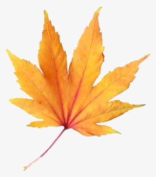 Leave Fall Aesthetic Freetoedit - Maple Leaf