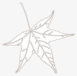 Sweetgum - Maple Leaf