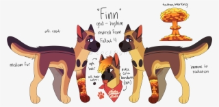 Recent Images - Companion Dog