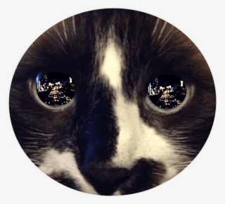 Free Png Download Reflection In Cat's Eye Png Images - Cat Eyes Reflection