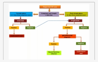 Systematic Depiction For The Diagnosis Of Yellow Fever - Yellow Fever Diagnosis