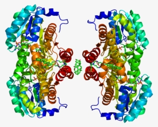 Protein Hsd11b1 Pdb 1xu7 No Fog - 3β Hydroxysteroid Dehydrogenase Type 2