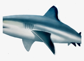 Bull Shark Clipart Fin - D&d Reef Shark