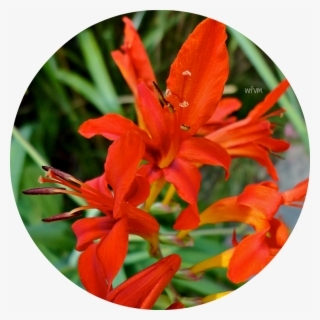 Where Five Valleys Meet - Crocosmia × Crocosmiiflora