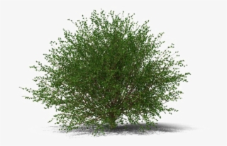 Shrub Transparent Image - Juniper Shrub Png
