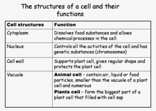 System Of Plant - Function Of Plants Cell