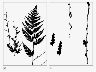 Consumption Pattern Of Culcita Macrocarpa Fertile Leaves - Ostrich Fern
