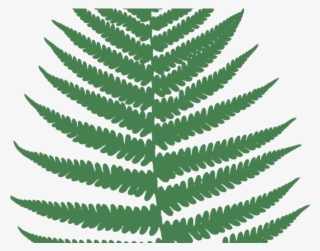 Foliage Clipart Fern Leaves - Fern .png