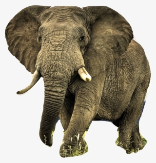 Remove Backgrounds With Clipping Magic - Animal Wallpaper For Android