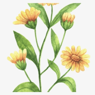 Rustic Marigold Seeds Wedding Favour Marry Golds Wildflower - Plantas De Hierbas Medicinales