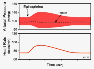 Epinephrine Effects On Blood Pressure And Heart Rate - Epinephrine Heart Rate