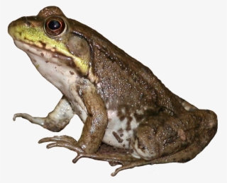 Brown Frog Png - Eastern Spadefoot