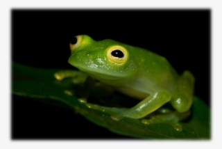 “peering Through The Looking Glass” The Frogs Of Centrolenidae - Ranas De Cristal Costa Rica