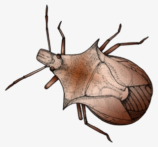 Insect Clipart Stink Bug - Japanese Rhinoceros Beetle
