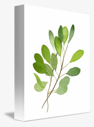 Leaves By David Rogers - Gambel Oak