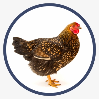 Day Old Chicks, Baby Chicks, Hatching Chickens, Chicken - Rooster