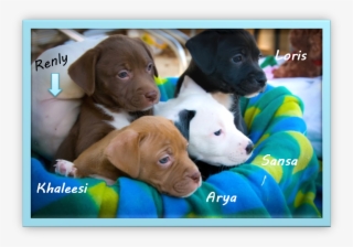 Meet The Newest Stepping Stones Puppies - Labrador Retriever
