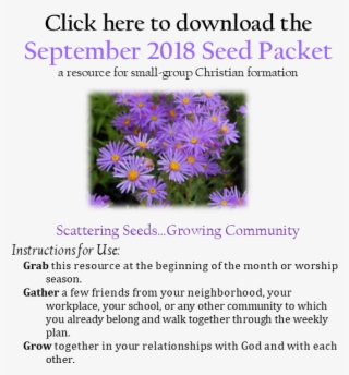 September-seeds - New York Aster