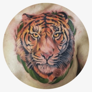 Tigre - Siberian Tiger