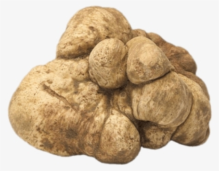 Food - Truffles - Piedmont White Truffle
