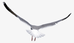 Free Png Birds Png Images Transparent - Oiseau Png Fond Transparent